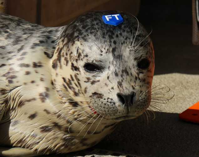 harbor seal Trou