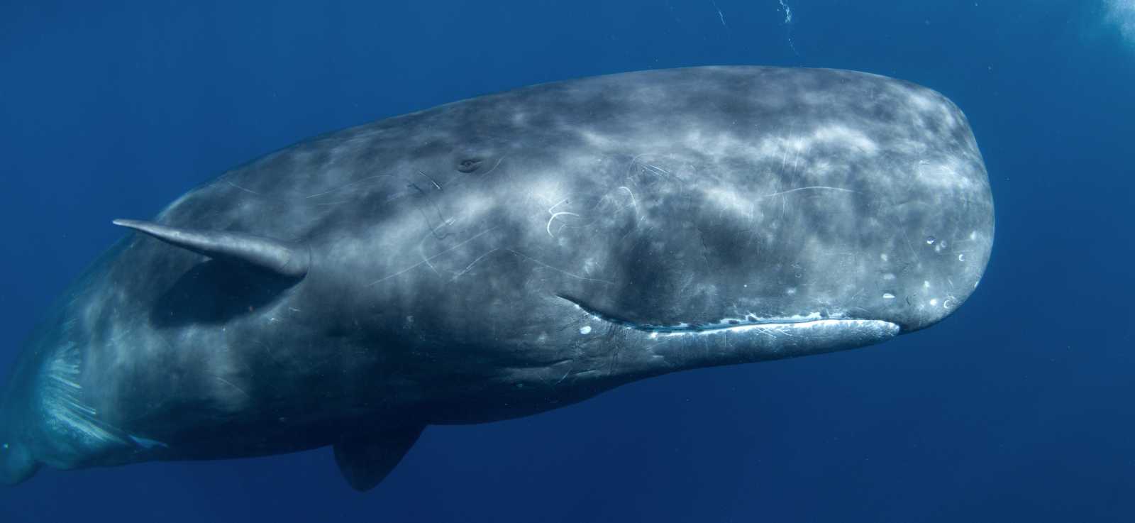 sperm whale
