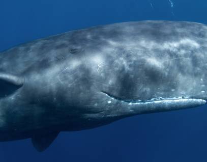 sperm whale