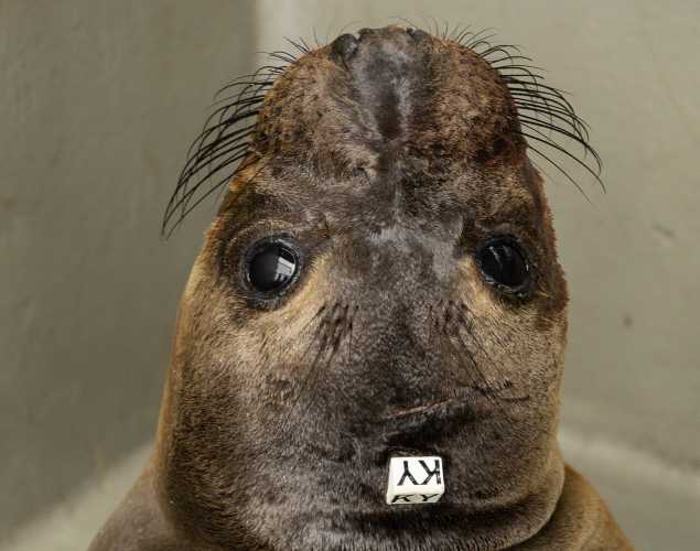 northern elephant seal Gravy
