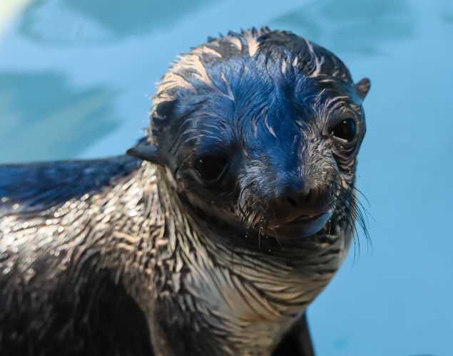 northern fur seal Zenda