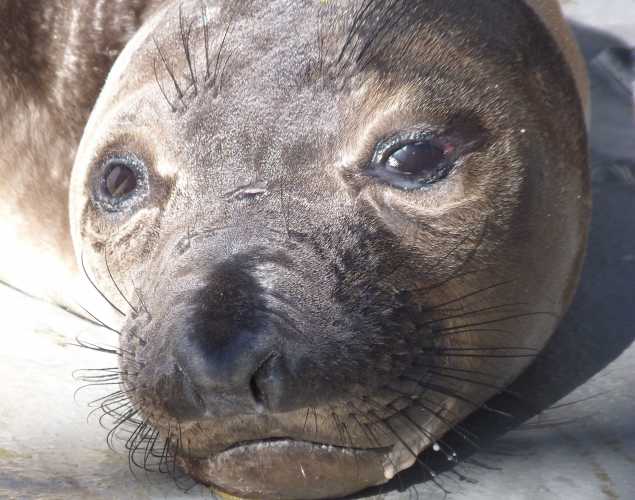 northern elephant seal Leahy