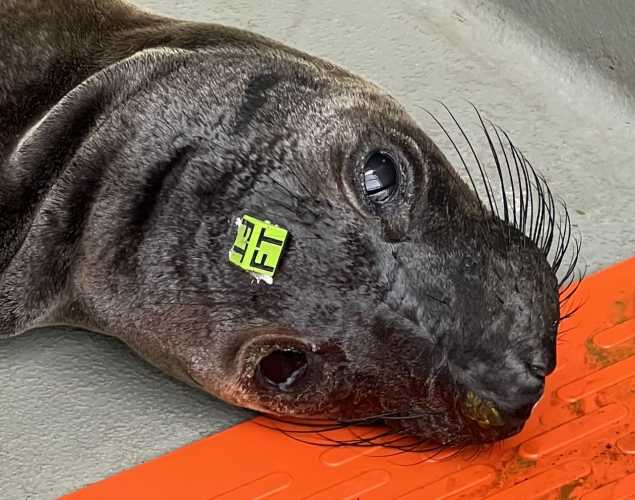 northern elephant seal Graffiti