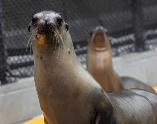 California sea lion