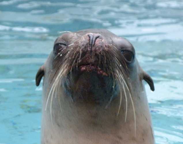 California sea lion Citrus