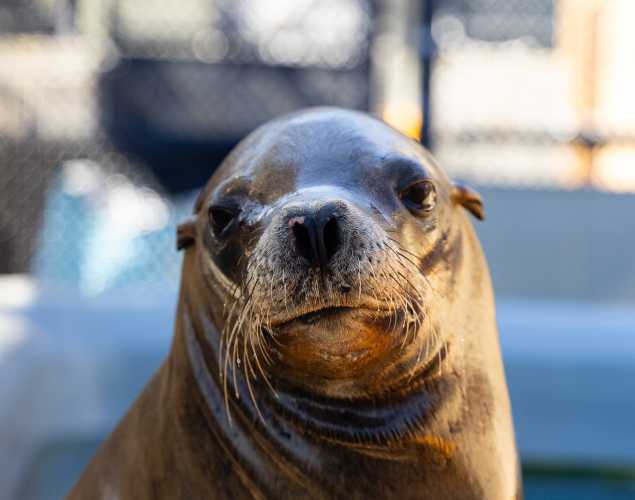 California sea lion Upstream