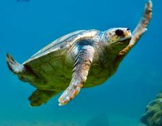 sea turtle underwater