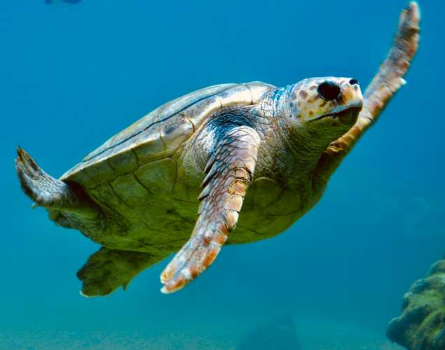 sea turtle underwater
