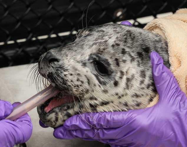 harbor seal Karela