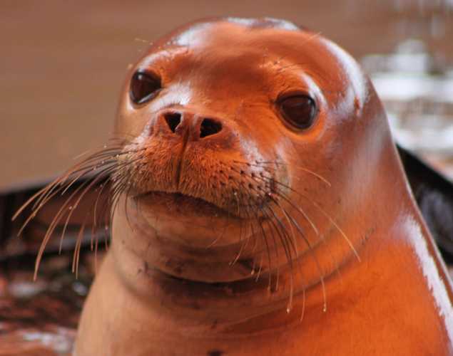 Hawaiian monk seal Makaʻala