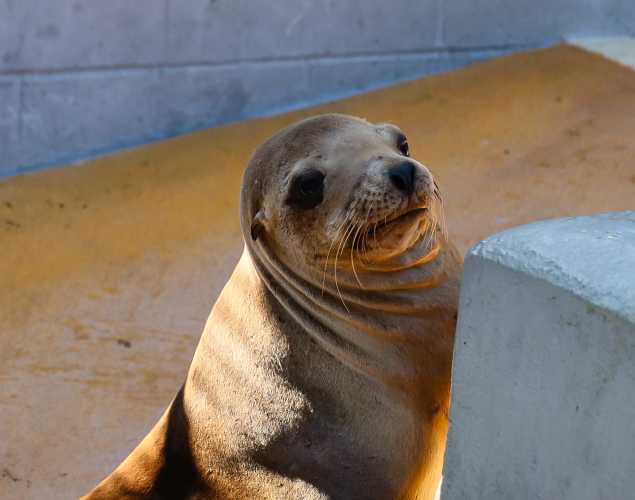 California sea lion Dolly