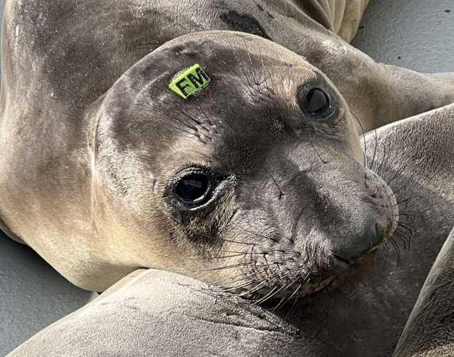 northern elephant seal Monarch