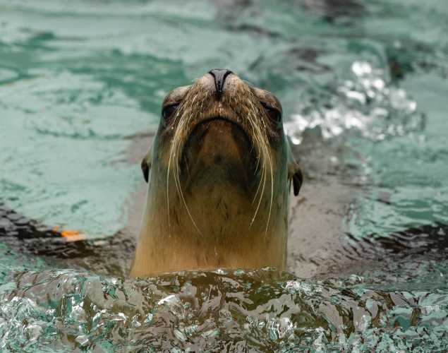 California sea lion Memorial