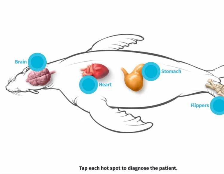 screenshot from laboratory kiosk showing sea lion outline with four clickable hot spots