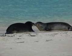 Two Hawaiian monk seal patients on the beach