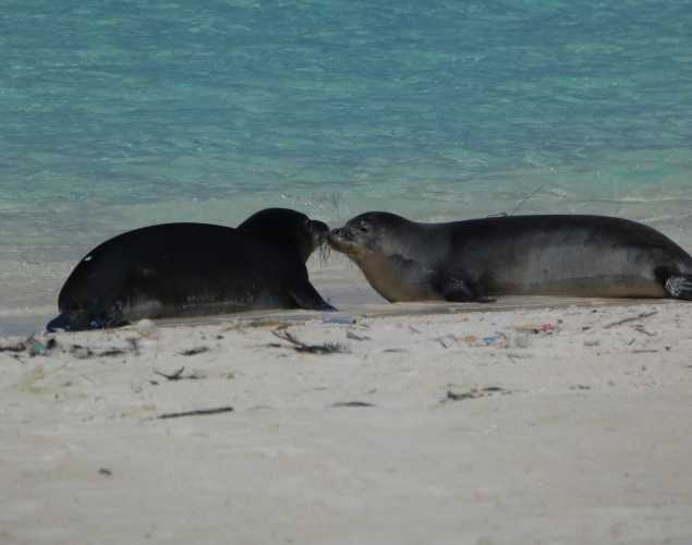 Two Hawaiian monk seal patients on the beach