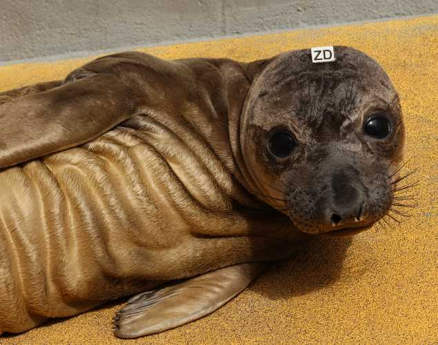 northern elephant seal Rockfall