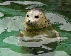 harbor seal pup in the water