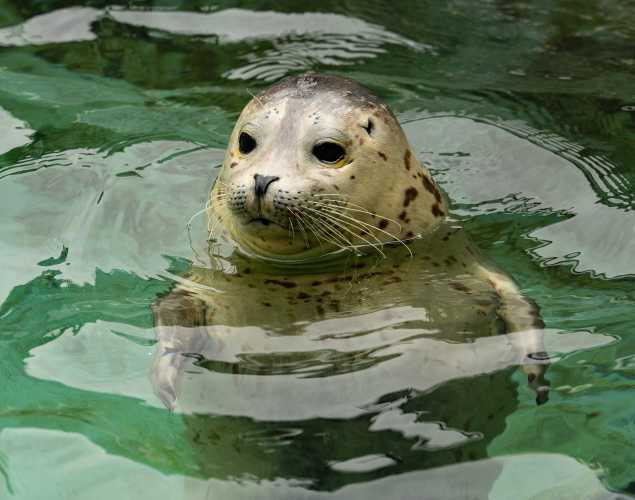harbor seal pup in the water