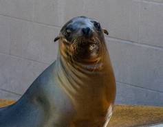 California sea lion