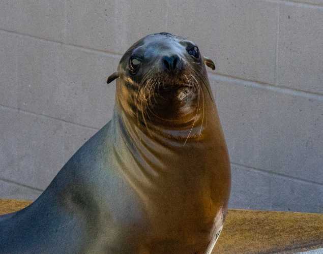 California sea lion