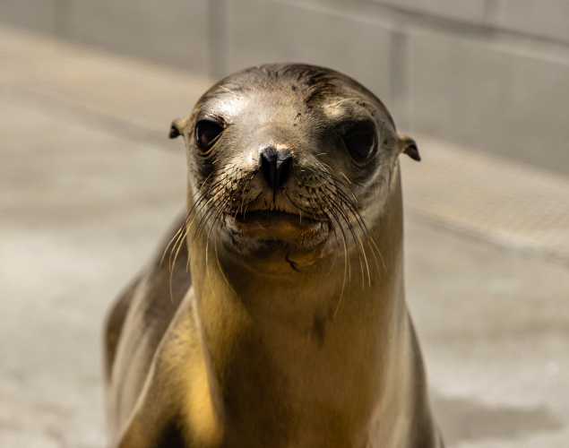California sea lion Southpaw