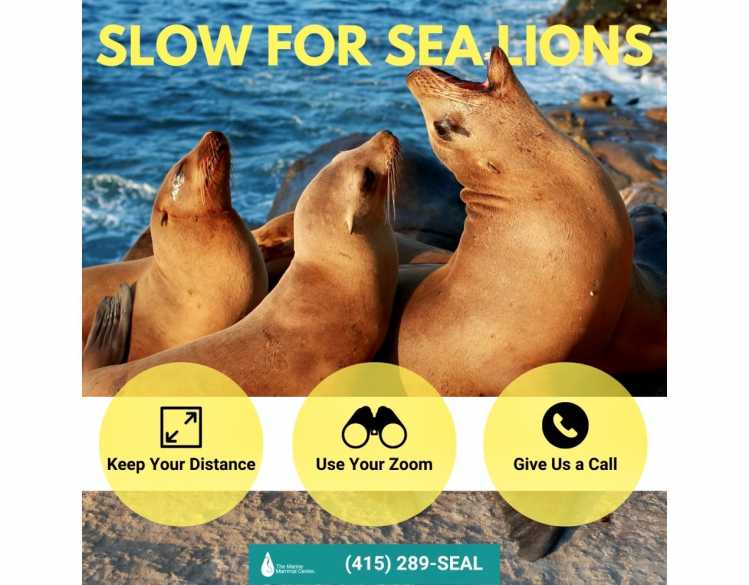 Slow for Sea Lions graphic with three sea lions and icons with tips