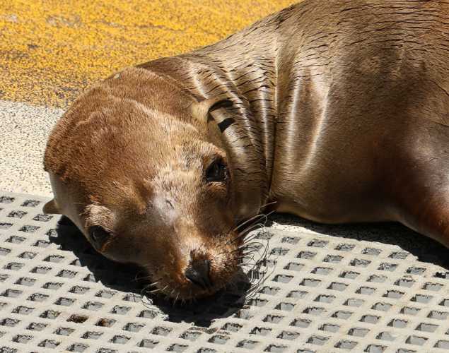 California sea lion Alder