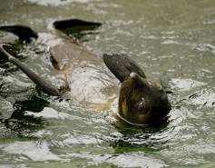 Guadalupe fur seal floating in the water