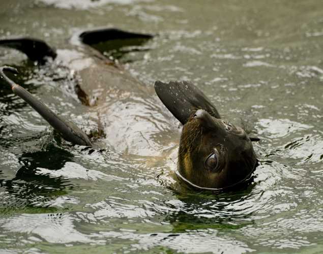 Guadalupe fur seal floating in the water