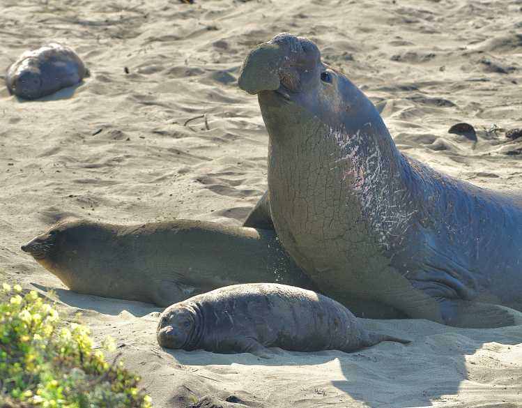 Behind an elephant seal pup on the sand, an adult male elephant seal mates with a female elephant seal.