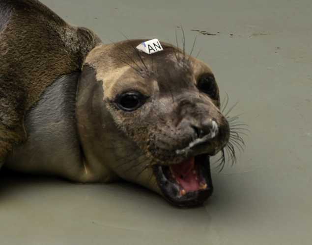 northern elephant seal Sandlot