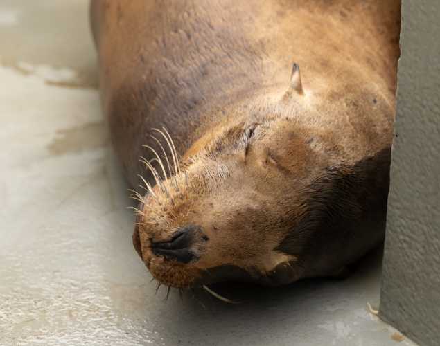 ziana california sea lion