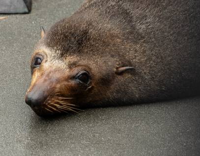 guadalupe fur seal patterson