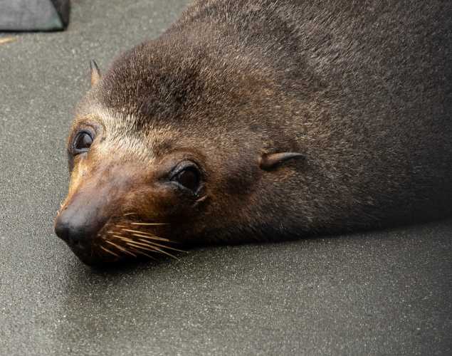 guadalupe fur seal patterson