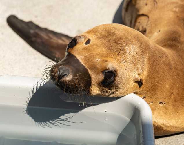 California sea lion Ferare