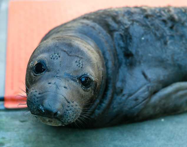northern elephant seal Vogler