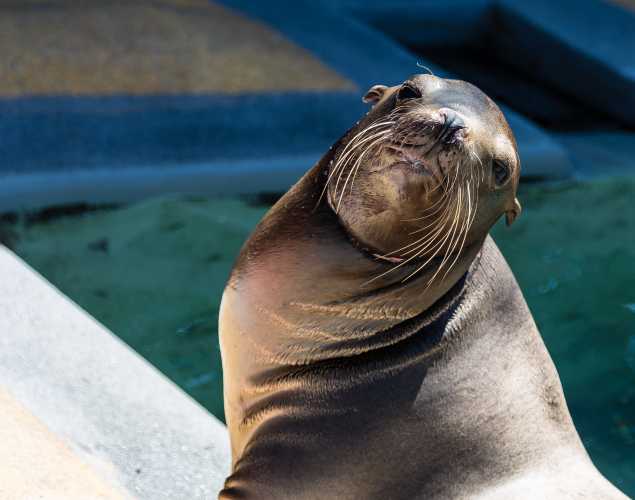 California sea lion Yeppers