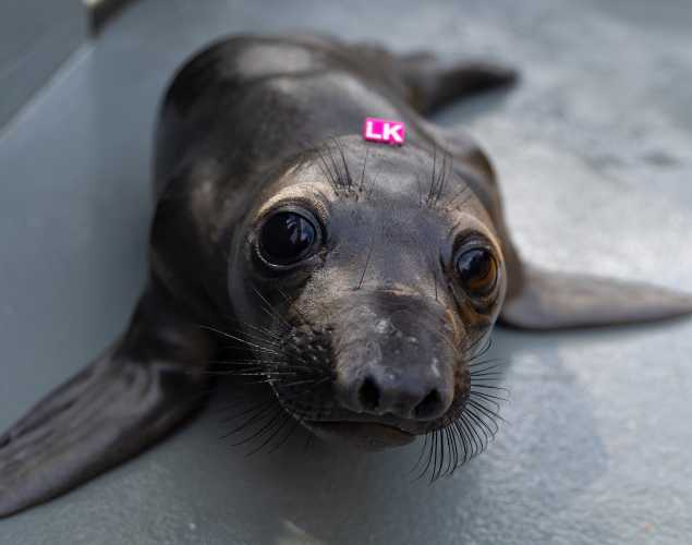 northern elephant seal Bicycle