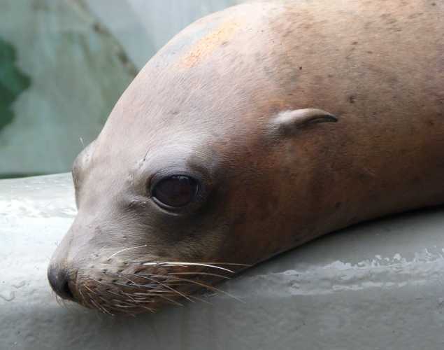 California sea lion Kabiri