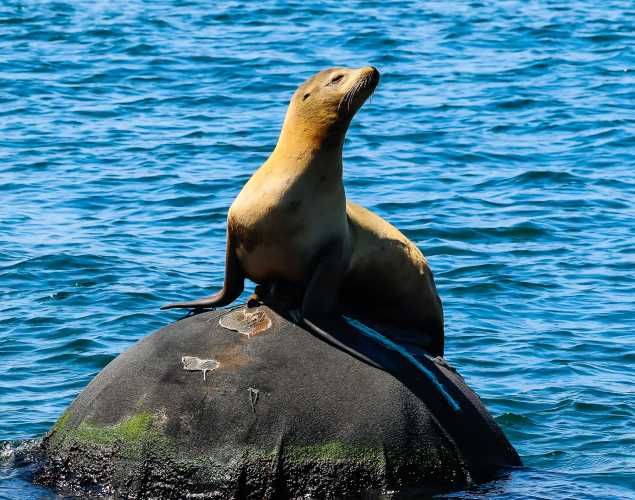 Lone California sea lion sunbathing on a rock in the middle of the water