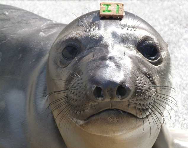 northern elephant seal Saffy