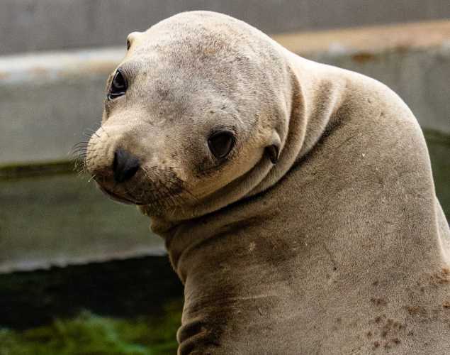 california sea lion melissa
