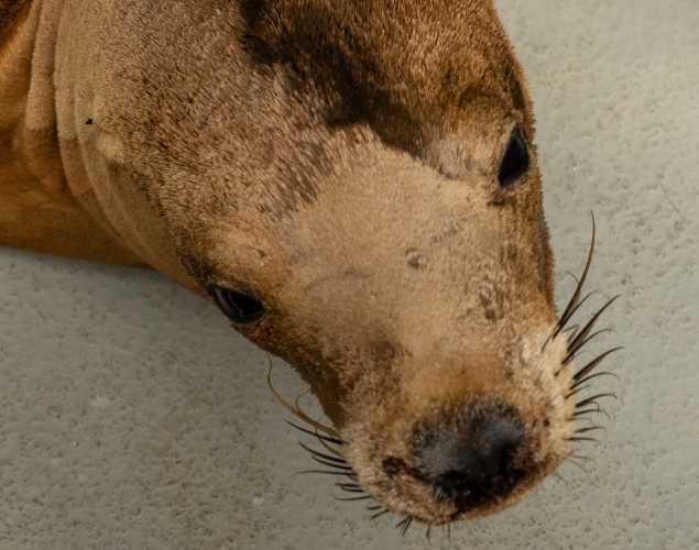 California sea lion Asilomar