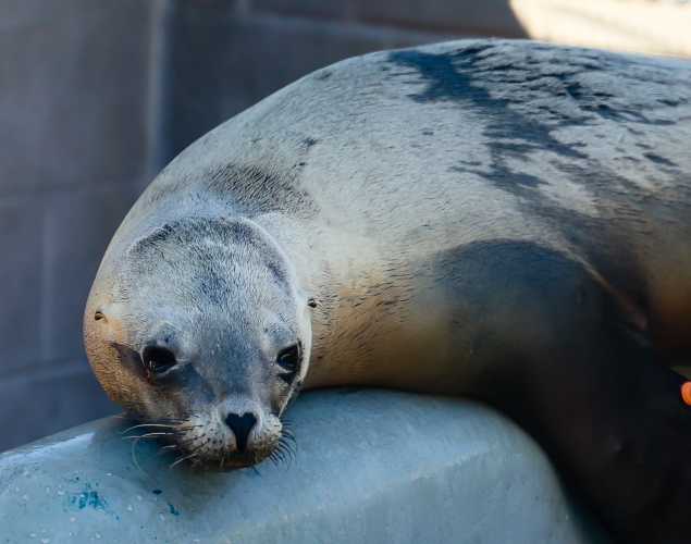 California sea lion Skimmb
