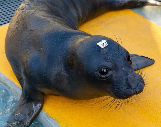 northern elephant seal Muldoon