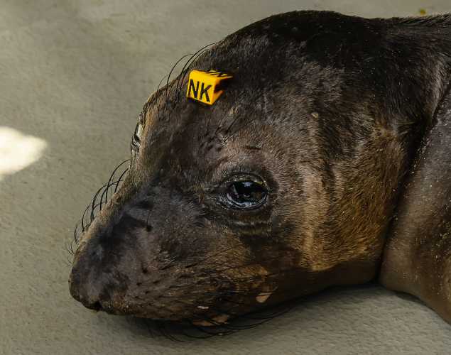 northern elephant seal Glennie