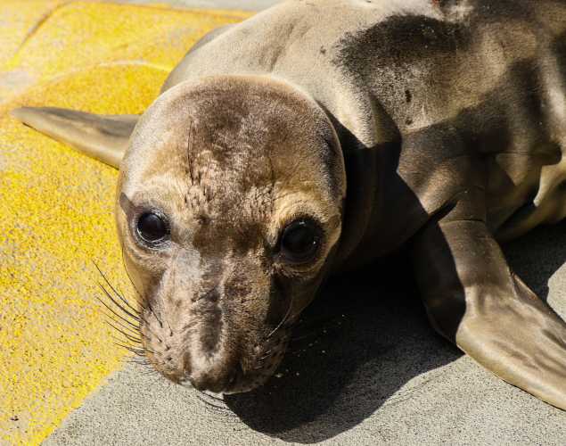 northern elephant seal Nasturtium