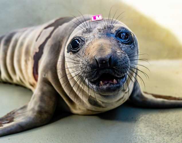 northern elephant seal Moochie