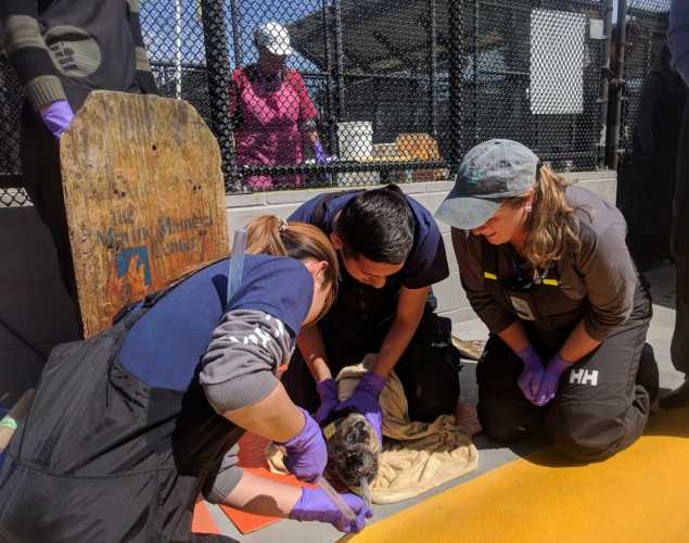 A veterinarian and two trained volunteers tube feed an elephant seal pup.